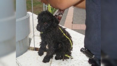 Una bandera viviente: policías mexicanos cuelgan a un cachorro en un asta