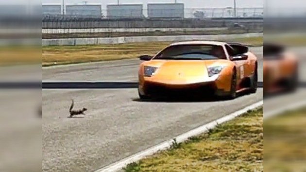Milagro bajo ruedas: una ardilla sobrevive al 'atropello' de un Lamborghini en marcha