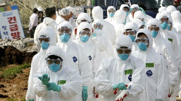 Corea del Sur: Confirman casos de gripe aviar altamente patógena