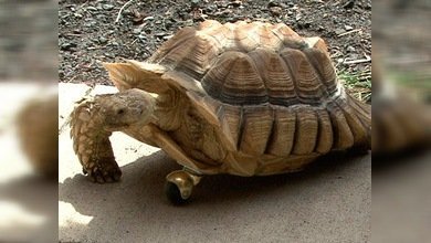 Le buscan tres pies a la tortuga y resuelven su cojera con una rueda