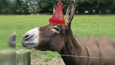 El burro volador ya no corre peligro