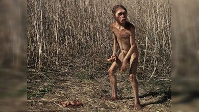 Encuentran un esqueleto casi completo de Homo habilis