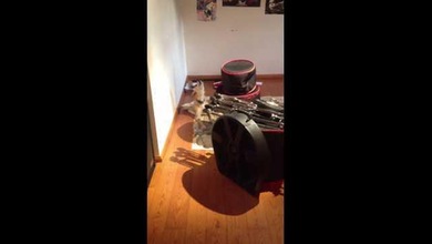 Conozca a ‘Coyote’, el perro que canta blues