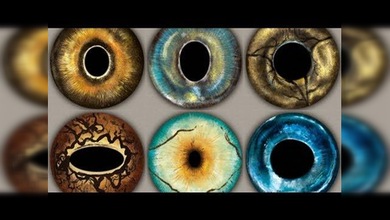 El mundo a través de los ojos de los animales