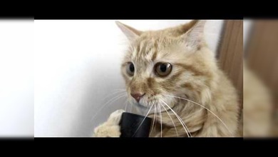 La absorbente amistad entre un gato y un aspirador