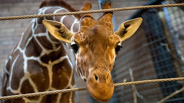 Otra jirafa llamada Marius podría ser sacrificada en un zoo danés