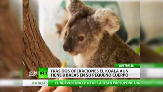 Una cría de koala sobrevive al impacto de 15 balas y está recuperándose