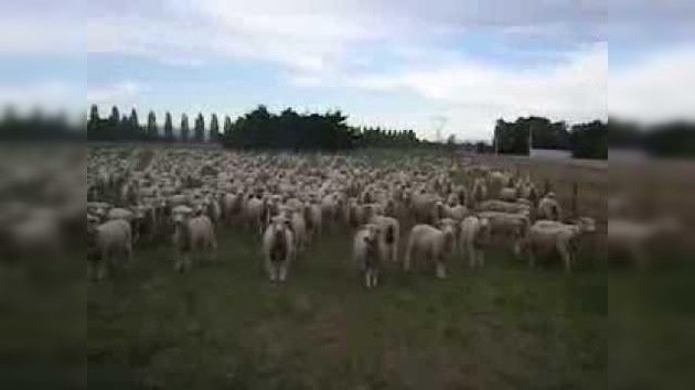 Esta es una ruidosa 'protesta' ovejuna