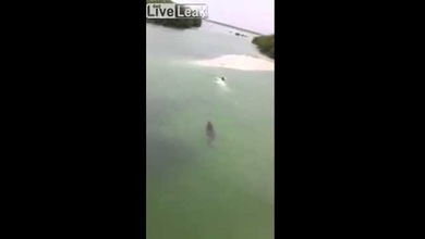 Un turista se salva de ser alcanzado por un cocodrilo en México
