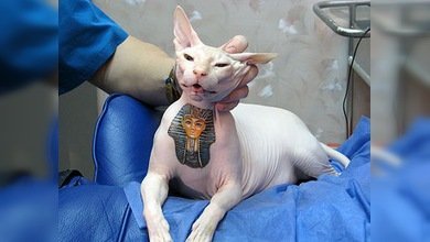 Abren sus puertas en Rusia salones de moda y de tatuajes para mascotas
