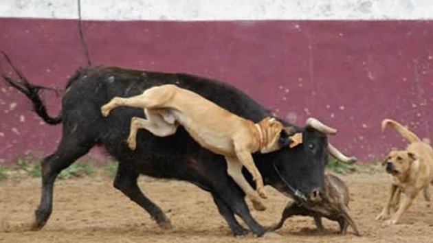 Un torero publica las imágenes de unos perros despellejando a un toro