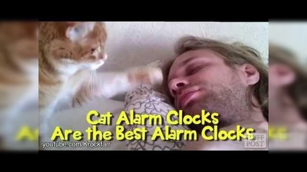 El despertador viviente: gatos que despiertan a sus dueños por las mañanas