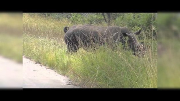 Descubren a un rinoceronte con el cuerno cortado vagando cerca de un parque