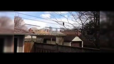 Un mapache caminando por los cables de teléfono