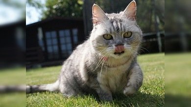 La gata más ruidosa del mundo ronronea a los mismos decibelios que una aspiradora