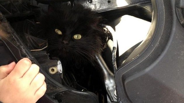 Video: Rescatan a una gata que pasó dos semanas en el motor de un coche