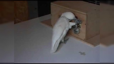 ¿Cacatúa o Ganzúa?