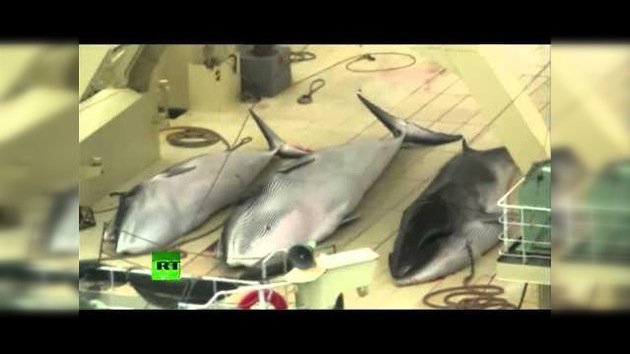 Filman un barco ballenero japonés cargado de cetáceos cazados en el océano del Sur