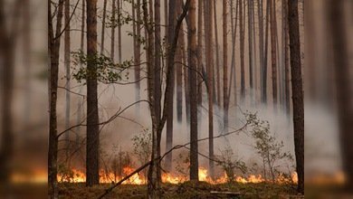 El rey Juan Carlos ofreció a Medvédev ayuda para la extinción de incendios