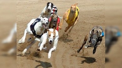 Las elecciones británicas se 'deciden' en una carrera de perros