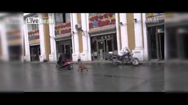 Un chino en moto conduce a un perro… ¿al matadero?