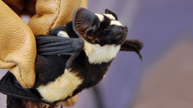 Encuentran en África un nuevo murciélago parecido a un panda