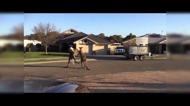 Mientras tanto en Australia... Dos canguros peleando en medio de la calle