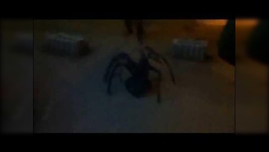 ¿Araña gigante o perro mutante?