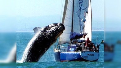 Ballena de 40 toneladas ataca un yate