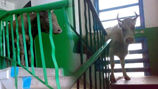 Una vaca sube a un quinto piso, escapando de la ‘impaciencia sexual’ de un toro