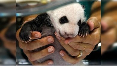 Dos pandas recién nacidos hacen su primera aparición en público en Madrid