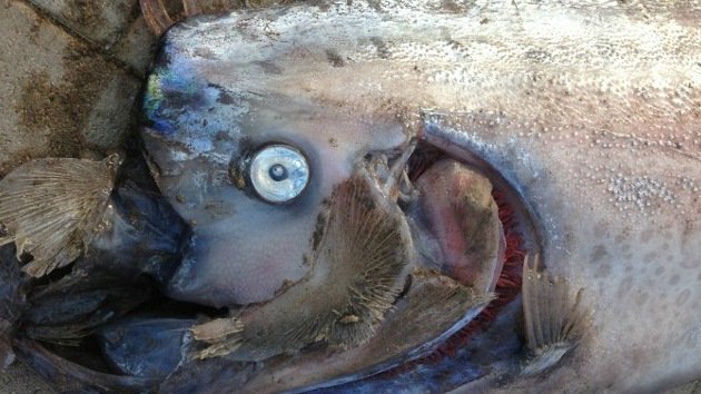 Video: La aparición de otro pez remo gigante en California causa furor
