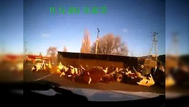 Un camión 'derrama' vacas por toda la carretera, ninguna ha salido herida