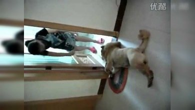 A lo gato: astuto perro se hace el muerto para evitar el baño