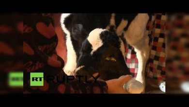 Un ternero de dos cabezas impresiona a los marroquíes