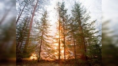 La amenaza de los incendios sigue presente en Rusia