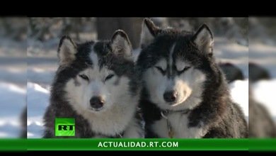 El reino blanco de Rusia