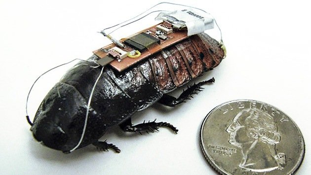 Video: Crean una cibercucaracha manejada por control remoto
