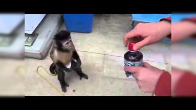 Un mono en pañales se compra un refresco en una máquina y espera el cambio