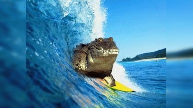 Cocodrilos: surfers natos