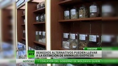 No hay freno al comercio clandestino de animales exóticos en Singapur