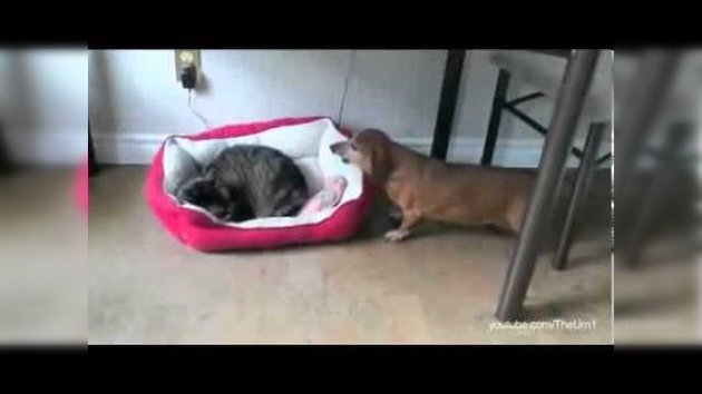 Compilado: Gatos que se apropian de las camas de los perros