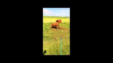 Un caballo ‘se suelta la crín’ con el ‘heavy metal’