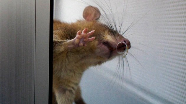 'Reality show' en el laboratorio: siga en directo el efecto de los trasgénicos en ratones