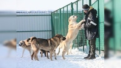 'Perro y Gato', el lugar donde los animales vagabundos encuentran cobijo