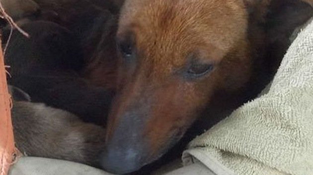 Una perra salvó a un bebé abandonado de morir de frío en Argentina