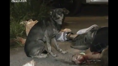 Conmovedor hasta las lágrimas: un perro se niega a abandonar a su amo fallecido
