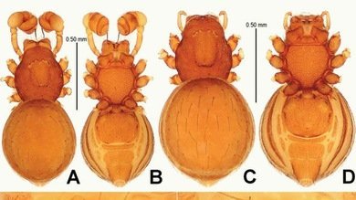 Descubren 5 nuevas especies de arañas blindadas en China