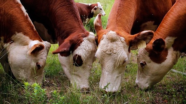 Video: Agentes federales de EE.UU. confiscan el ganado de un ranchero con "artillería pesada"