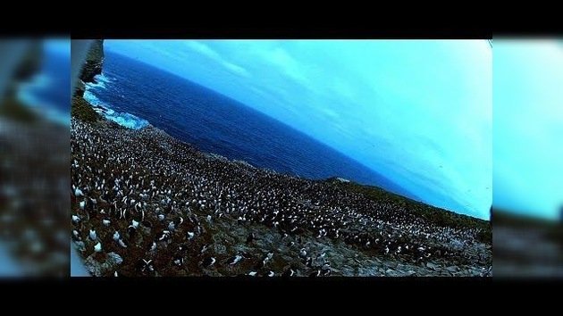 Un ave carroñera 'roba' una cámara y graba increíbles imágenes de una colonia de pingüinos